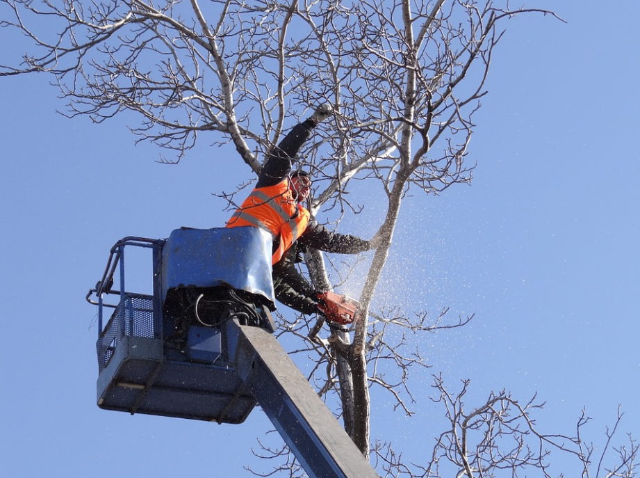 An image of tree service in East Village from Camarillo, CA.