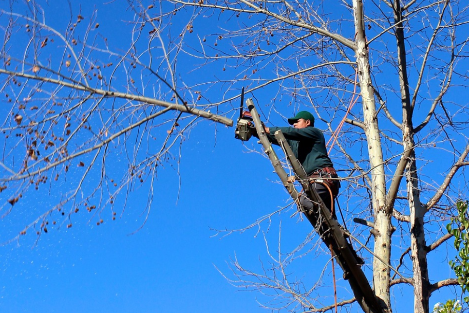 An image of tree service in Moorpark from Camarillo, CA.
