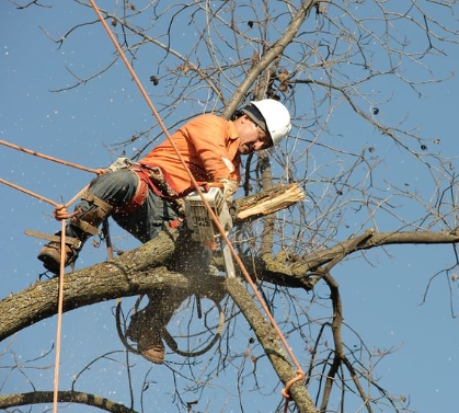 An image of tree service in Newbury Park from Camarillo, CA.