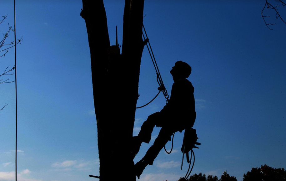 this is an image of tree service in Camarillo